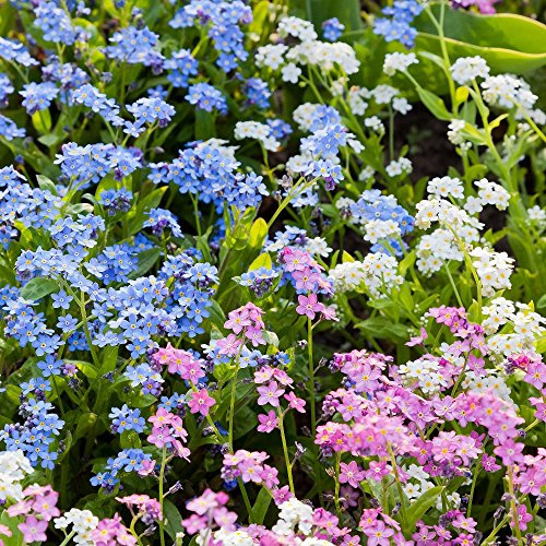 Alpine Vergissmeinnicht gemischt Samen - Myosotis Vergissmeinnicht