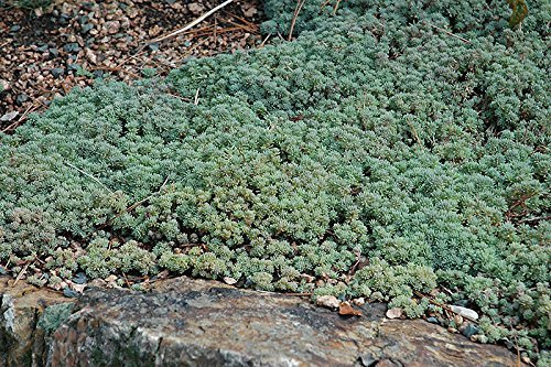 Sedum Hispanicum 30 semillas cobertura del suelo uva de gato español suculenta CombSH D44