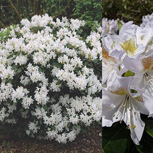 Rhododendron 'Cunninghams White' x2 Plants - Evergreen Shrubs