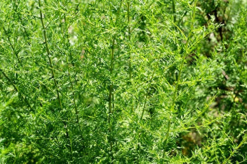 Einjähriger Beifuß – Qing Hao – Artemisia annua – Lichtkeimer – 1250 Samen | Sortenreines, natürliches Saatgut in geprüfter Qualität