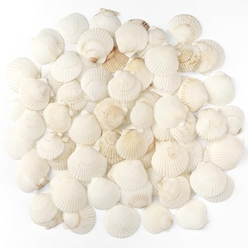 TaoQ C 48 Stück Muscheln Natürliche Muschel, 3CM-5CM Weiße Muschel Jakobs Muschel kleine Muscheln für Handwerk Hochzeit Dekoration Strand Theme Party