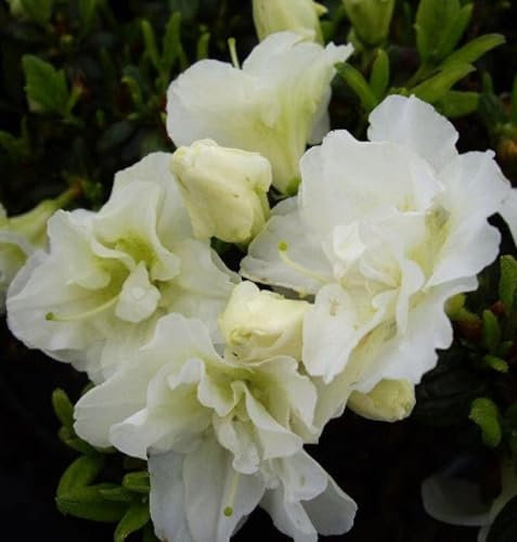 Japanische Azalee Rhododendron obtusum 'Schneeperle' 20-25 cm Alpenrose weiß