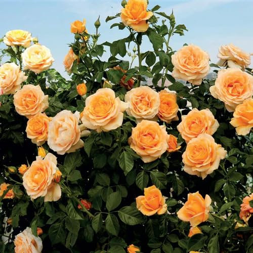 orange Kletterrosen-Blumensamen 90 Stück