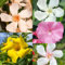 50 pcs Oleander Samen, Gartengeschenke, Alte Sorten Saatgut Nerium oleander, blumenwiesensaat, balkongewächshäuser gartenpflanzen winterhart mehrjährig, sträucher winterhart Garten,