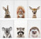 Koolkasa Kinderzimmer Deko Waldtiere Poster Decor- 6er Set Babyzimmer Deko, Zimmer Deko Mädchen Junge | Zauberhafte Wald-Tiere | Wohnzimmer Kinderbilder