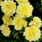 100 pezzi di semi di rose rampicanti, adatti per esterni e balconi, terrazzi, piccoli giardini