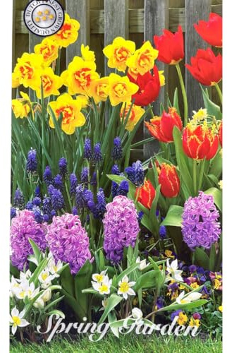 IFLO® 100 Blumenzwiebel Mix – Bunter Frühlingsblumen-Mix mit Narzissen, Tulpen & Hyazinthen – Langanhaltende Blütezeit – Perfekt für Garten, Balkon & Terrasse