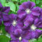 Clematis Etoile Violette (per balcone e patio) - Vaso 1,5 litro (Pianta rampicante - Resistenza al freddo - Clematis - Pianta adulta)
