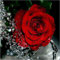 Puzzle 1000 Teile Pädagogisches Hölzernes Spielzeug Für Erwachsene Kinder Kinder Spiele 3D DIY Rote Rose Wasser Tropf Blume Moderne Einzigartige Geschenk Wohnkultur Kunstwerk Sammlerstücke Alter Mann