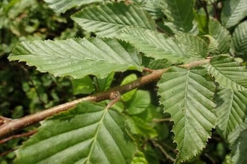 100 Hainbuchen 150-180cm frisch vom Feld Gartenhecke Heckenpflanzen Carpinus betulus Wurzelware