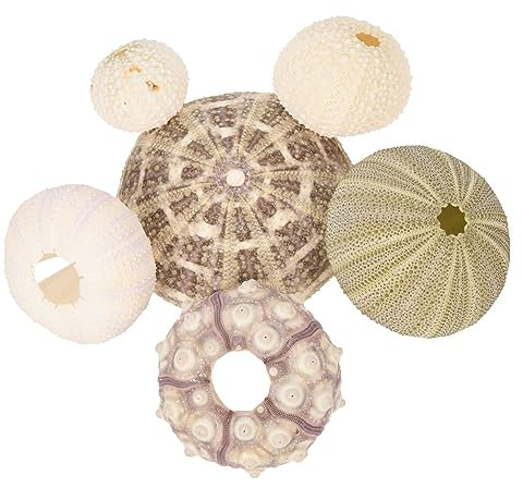 GANAZONO 6st Muschel Aus Natürlicher Muschel Seeigel-luftpflanzenhalter Decoraciones Para Sala De Casa Hülse Pflanzgefäß Für Seeigel Luftpflanzen Leben Meer Hängend Sukkulente Pflanzen