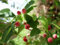 Essbare Felsenbirne Amelanchier laevis 'Ballerina' Pflanze 25-30cm veredelt