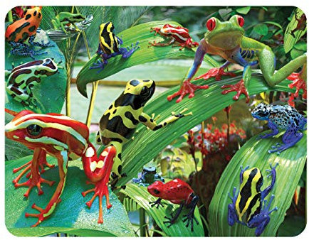 3D LiveLife Magnet - Funky Frösche von Deluxebase. Linsenförmige 3D Frosch Kühlschrankmagnet. Dekoration für Kinder und Erwachsene mit Kunstwerk lizenziert von bekannt Künstler, David Penfound