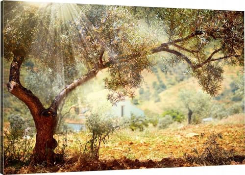 HUBDECO Leinwand Bilder Wohnzimmer - Bilder, Poster, Kunstdrucke - Leinwandbild - Bild auf Leinwand - Tolle Zimmerdekoration - Schlafzimmer Bilder - 120x80 cm Olivenbaum