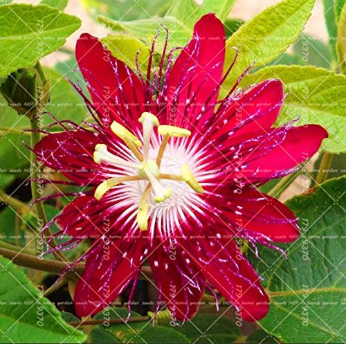 Generic Fresh 10PCS Passionsblume (Passiflora incarnata) SAMEN zum Pflanzen von Rot