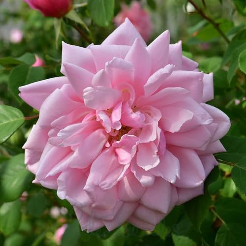 Peter Beales Roses Albertine Rambling Rose, Double Copper-Pink Blooms, Very Fragrant, 4.5m Height