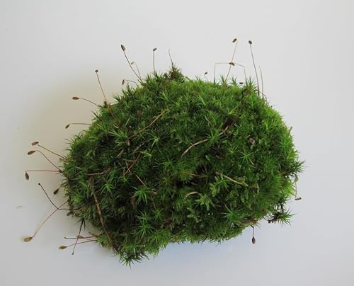 florari 500g lebendes Bollenmoos, Leucobryum glaucum