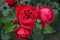 Strauchrose Elbjuwel im 7 Liter Rosentopf