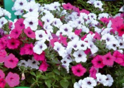 Stk - 15x Petunie F1 Tidle Wave Silver & Cherry red Garten Pflanzen - Samen K108 - Seeds & Plants Shop by Ipsa