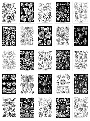 Artery8 50 Pcs Botanical Aesthetic Haeckel Nature Black White Collage Kit Wall Art Prints A6 Set Pack 14.8 x 10.5 cm (5.8 x 4.1) Bedroom Wall Home Bathroom Pictures