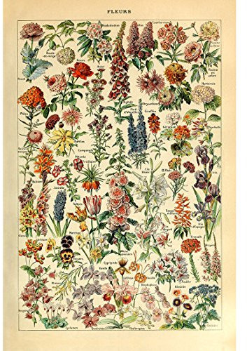 Meishe Art Jahrgang Plakate Drucken Plakatdruck Blume Florale Botanische Sammlung Garten Blumen und Pflanzen Identifizierung Zu Hause Mauer Dekoration Kunst(53cmx80cm)