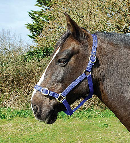 Rhinegold Nylon Headcollar - Pony - Royal Blue