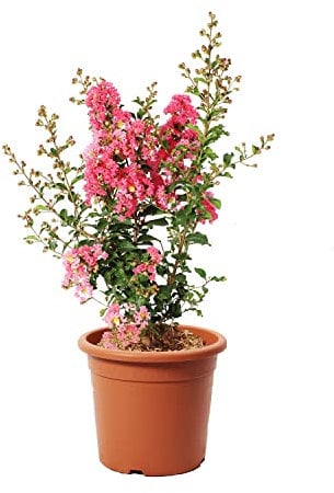 KENTIS - Lagerstroemia Indica Pinke - Blühende Plfanzen - Echte Pflanzen für Garten - Balkon Pflanze - Heckenpflanze – Hoch 60-80 cm Topf Ø 24 cm