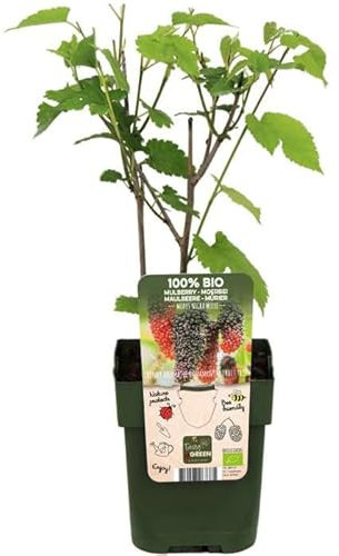 Morera Natural un Árbol de Fácil Cultivo que te Regalará una Abundante Cosecha