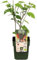 Morera Natural un Árbol de Fácil Cultivo que te Regalará una Abundante Cosecha