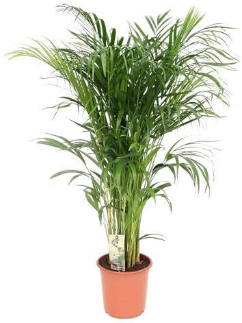 Trendyplants - Areca Palme - Goldpalme - Zimmerpflanze - Höhe 90-110 cm - Topfgröße Ø21cm