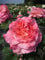 Rosa Augusta Luise® - Stammrose Augusta Luise®