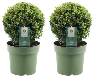 Ilex Crenata 'Jenny', 2 Stück, Ø 20 cm