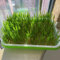 800 pcs katzengras samen blumenbeet steingartenpflanzen winterhart zimmerpflanzen samen hochbeet samen blumen balkon bonsai samen bodendecker samen pflanzen geschenk balkon garten