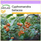 SAFLAX - Albero del pomodoro - 50 semi - Cyphomandra betacea