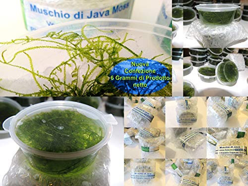Vesicularia dubyana (muschio di Giava) pianta da acquario