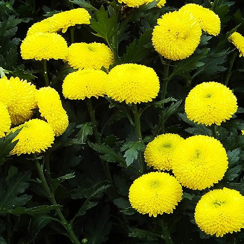 30 pcs chrysanthemen winterhart samen - bloom winterharte stauden mehrjährig chrysantheme,Chrysanthemum morifolium, pflanztopf wildflower summer bienenfreundliche blumensamen samen