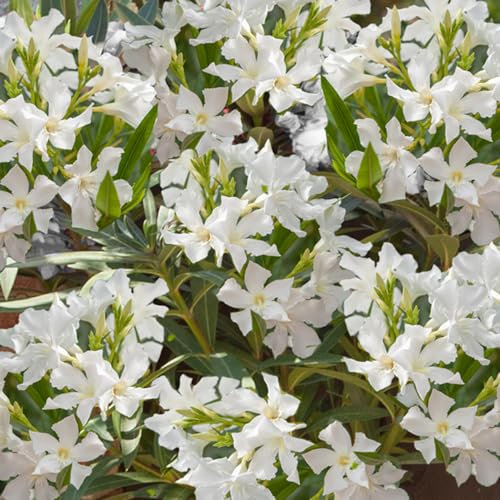 YouGarden Oleander White 'Soeur Agnes' Bush, Established Plant in 15cm Pot, 45-60cm Tall, with White Flowers