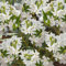 YouGarden Oleander White 'Soeur Agnes' Bush, Established Plant in 15cm Pot, 45-60cm Tall, with White Flowers