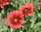 100 semillas de flores de gaillardia rojas nuevas y frescas
