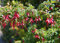 regia Fuchsia RARE 10 graines