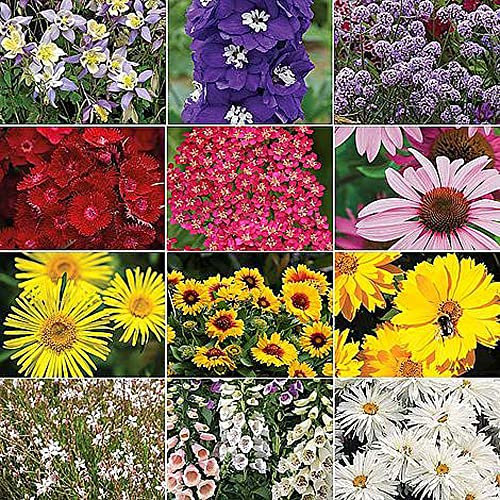 Nurseryman’s Choice Perennial Bedding Mix Garden Flower Beautiful Summer Colours Ideal for Patio Containers Flowerbeds & Cottage Gardens 72x Plugs by Thompson & Morgan (72)