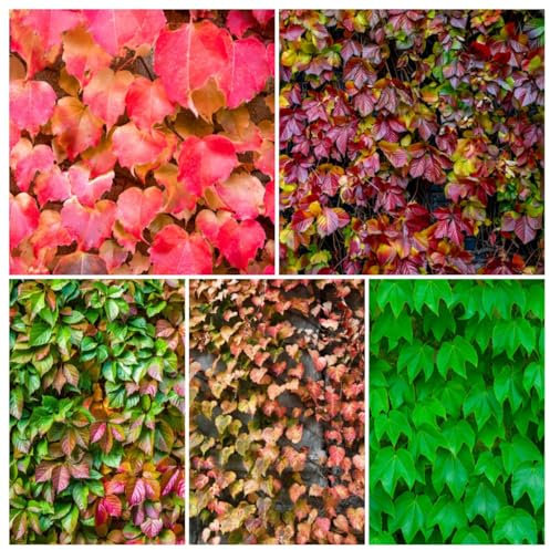 200 pz Semi di Parthenocissus tricuspidata (vite vergine) piante rampicanti crescita giardino decorativo le piante di vite sono resistenti Vino selvatico