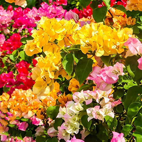 Pianta di bouganville Semi resistenti Fiori Semi di bonsai Bougainvillea Piante rampicanti Piante da balcone resistenti Regali da giardino per le donne 300 semi di bouganville