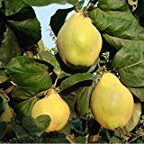 Aachondra New Fresh 15pcs Semillas de árbol de membrillo verde