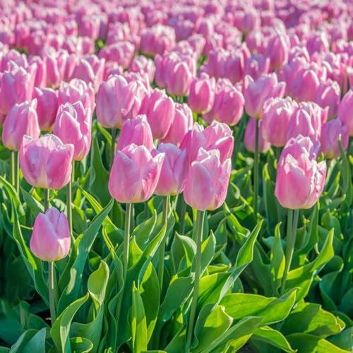 10 pcs tulpenzwiebeln blumenzwiebeln - bonsai topf luftreinigende zimmerpflanzen tulpenzwiebel,tulpen zwiebeln mehrjährig, pflanztopf zimmerbonsai bonsai blumenzwiebel plants winterharte