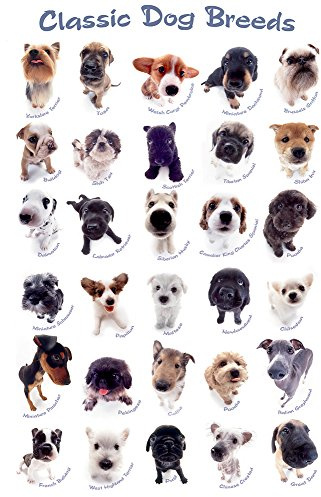 Hunde - Classic Dog Breeds - Plakat Tier Poster Druck - Grösse 61x91,5 cm + 1 Ü-Poster der Grösse 61x91,5cm