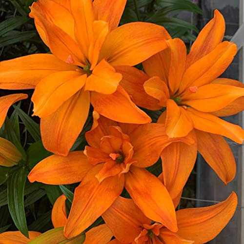 Lily (Pollen Free) Scoubidou Half-Hardy Perennial Easy to Grow Your Own Sun Loving Garden Flowering 2X Bulbs Size 14/16 by Thompson & Morgan (Lily Scoubidou 2X Bulbs)