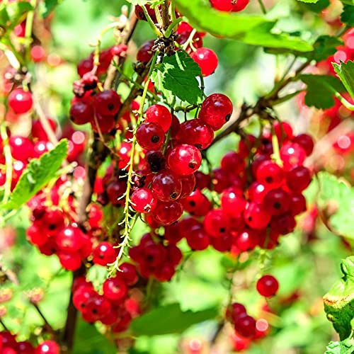 uva spina rossa standard,semi di ribes,decorazione ufficio piante da giardino per interni giardino frutta a spalliera frutta colonnare piante da interno che purificano l'aria 50 Pezzi