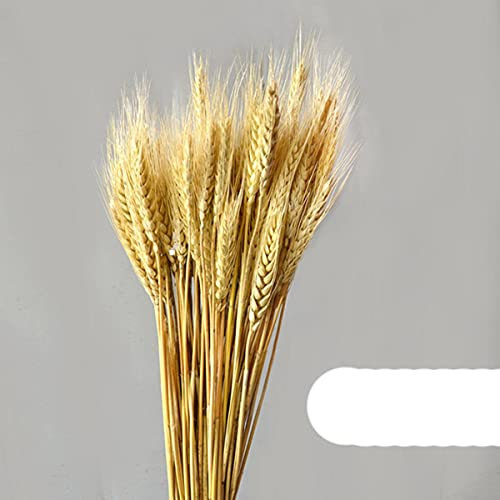 100pcs / Lot Echtweizen-Ohr-Blumen-natürliche getrocknete Blumen-dekorative trockene Blume für Haupttischdekor-Hochzeitsfest-Dekorationen-Natürliche Farbe, Ukraine