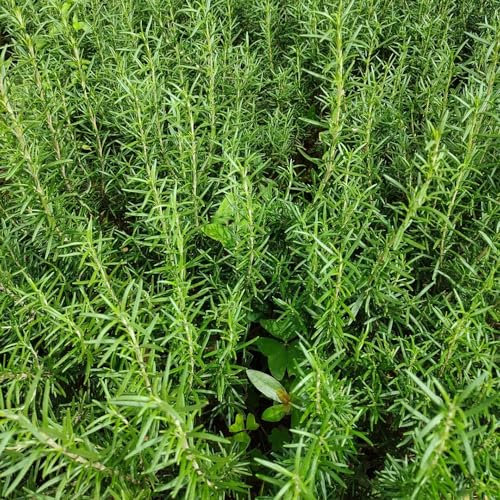 50 pcs rosmarin samen winterhart pflanzen für balkon gartenblumen pflanzen (Rosmarinus officinalis) indoor garten samen hochbeet saatgut kräuter mini gewächshaus indoor kräutergarten